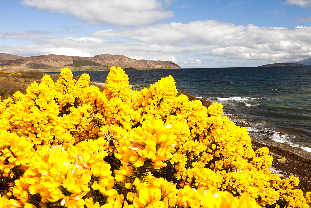 Gorse in flower in Broadford, with view towards Raasay, Isle of Skye, Scotland, United Kingdom, Europe