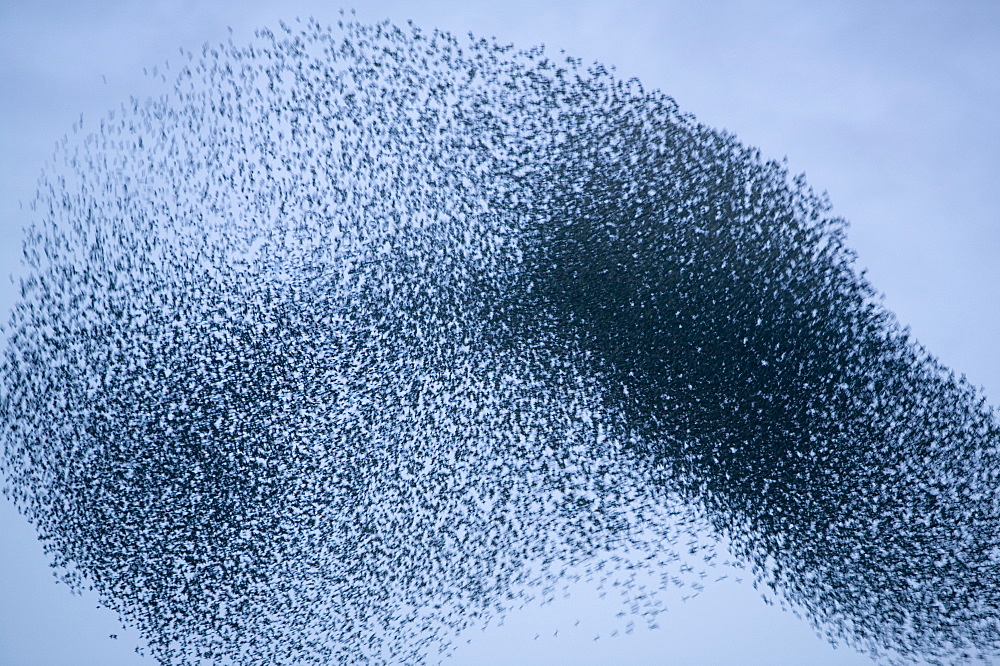 Starlings flying to roost near Kendal, Cumbria, England, United Kingdom, Europe