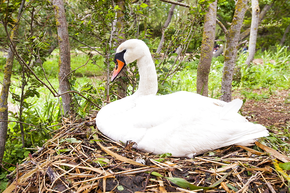 Mute swan (Cygnus olor) on its nest at the Abbotsbury Swannery, Dorset, England, United Kingdom, Europe