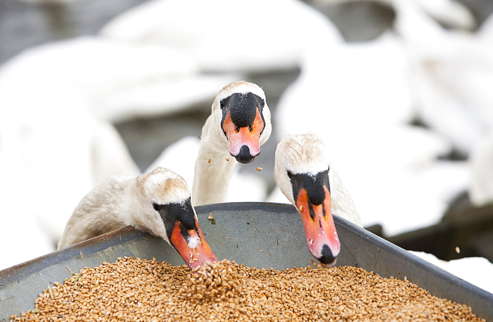 Wild Mute Swans (Cygnus olor) pinching grain from the barrow at feeding time at the Abbotsbury Swannery in Dorset, England, United Kingdom, Europe