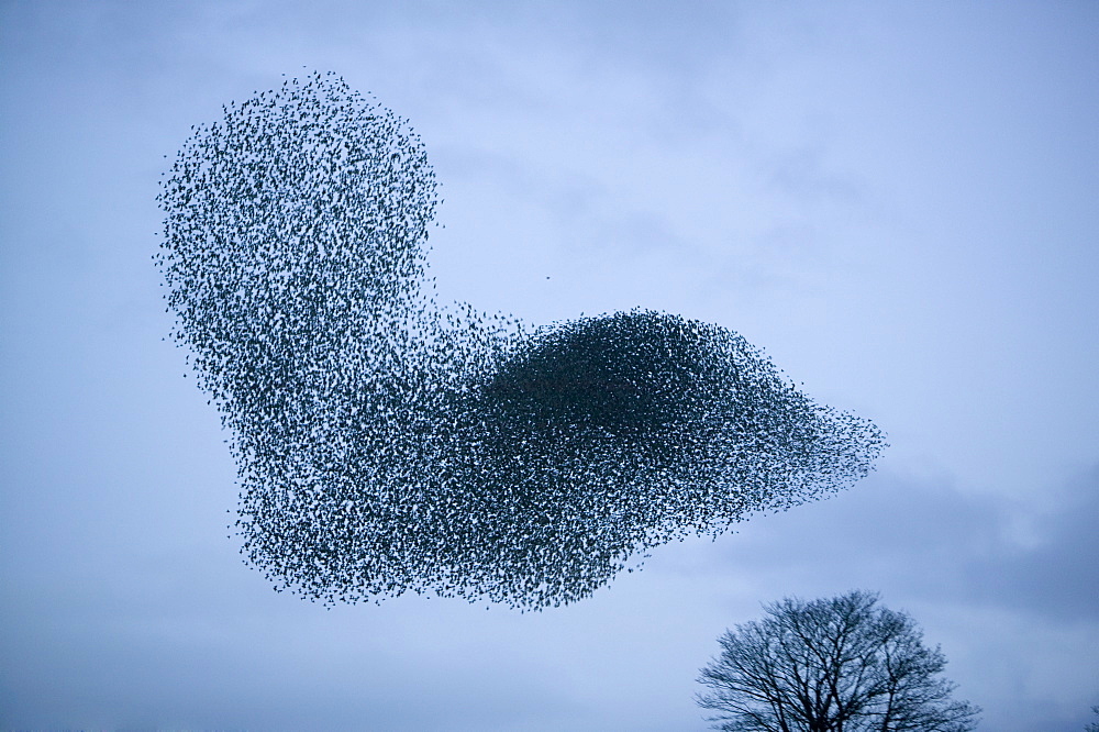 Starlings flying to roost near Kendal, Cumbria, England, United Kingdom, Europe