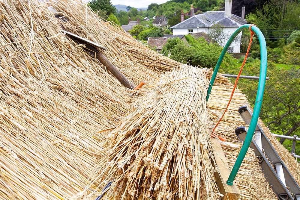 An old barn being re-thatched in the Dorset village of Symondsbury, Dorset, England, United Kingdom, Europe