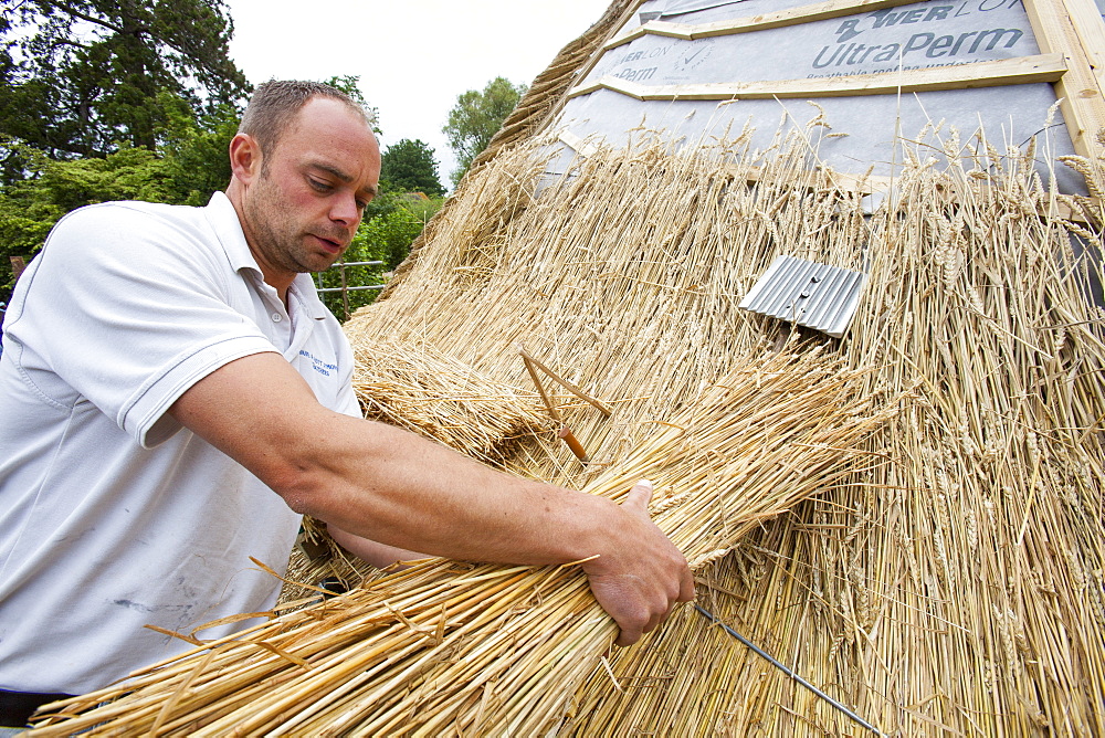 An old barn being re-thatched in the Dorset village of Symondsbury, Dorset, England, United Kingdom, Europe