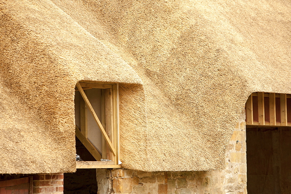 An old barn being re-thatched in the Dorset village of Symondsbury, Dorset, England, United Kingdom, Europe