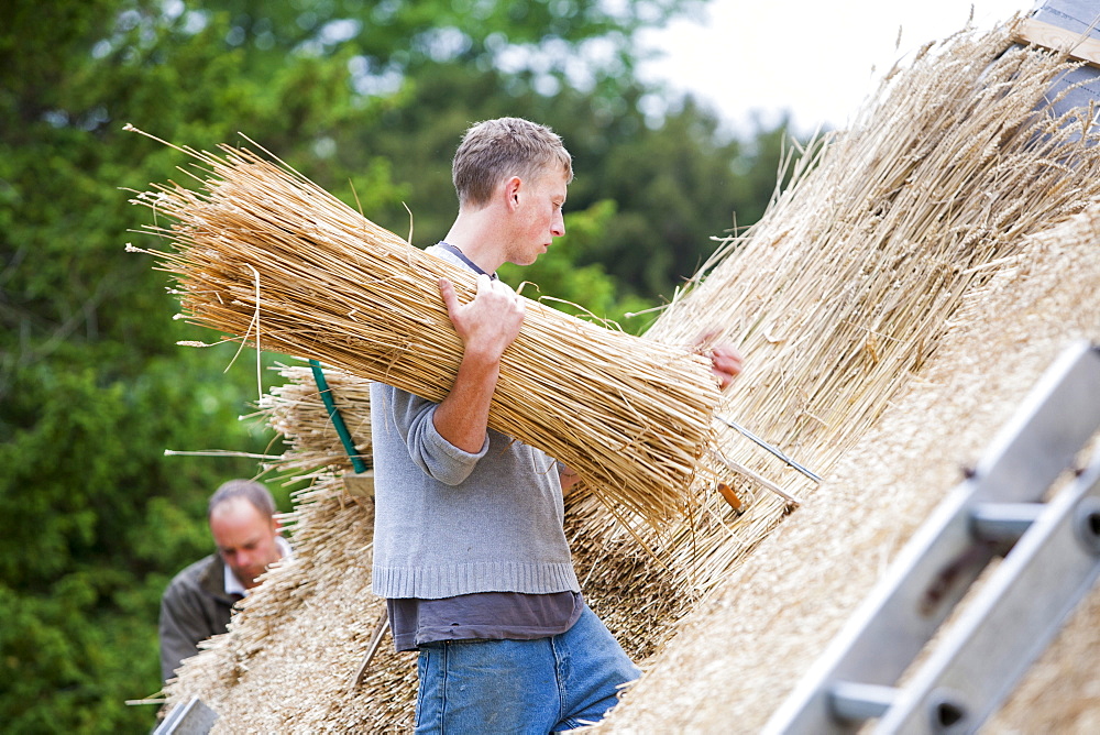 An old barn being re-thatched in the Dorset village of Symondsbury, Dorset, England, United Kingdom, Europe