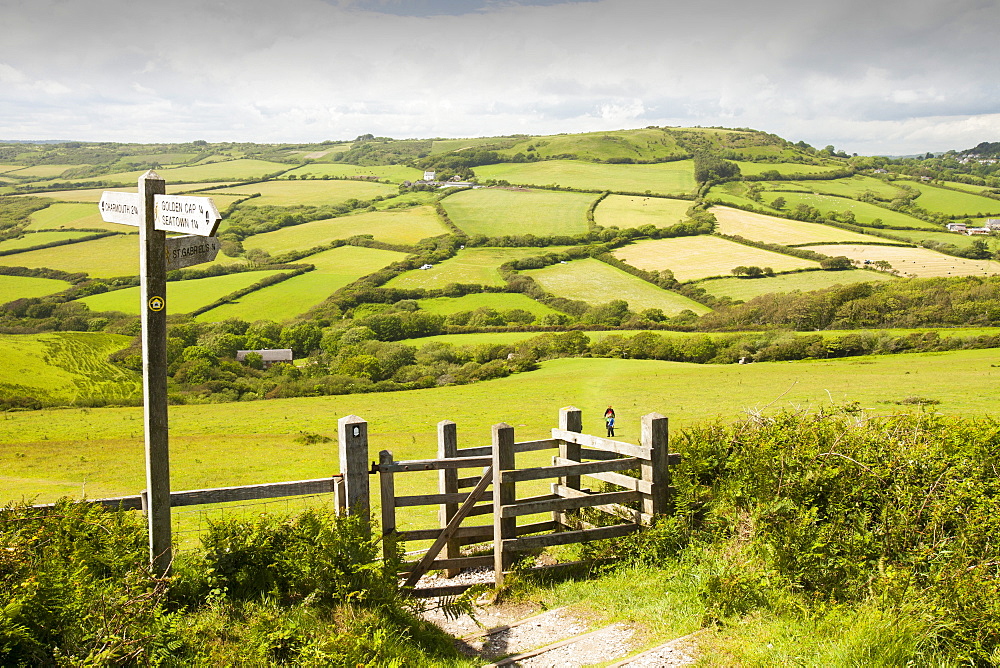 A section of the South West Coast Path near Charmouth in Dorset, England, United Kingdom, Europe