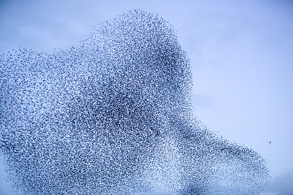 A sparrowhawk attacking starlings flying to roost near Kendal, Cumbria, England, United Kingdom, Europe