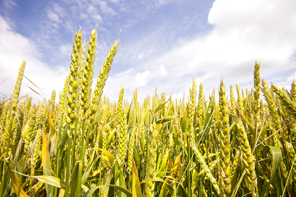 Wheat growing on the Dorset coast, England, United Kingdom, Europe