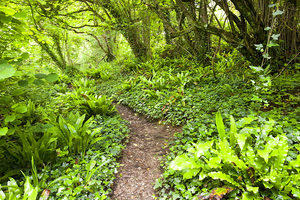 The South West Coast path in a wooded section of the undercliff, between Seaton and Lyme Regis, Jurassic Coast, UNESCO World Heritage Site, Dorset, England, United Kingdom, Europe