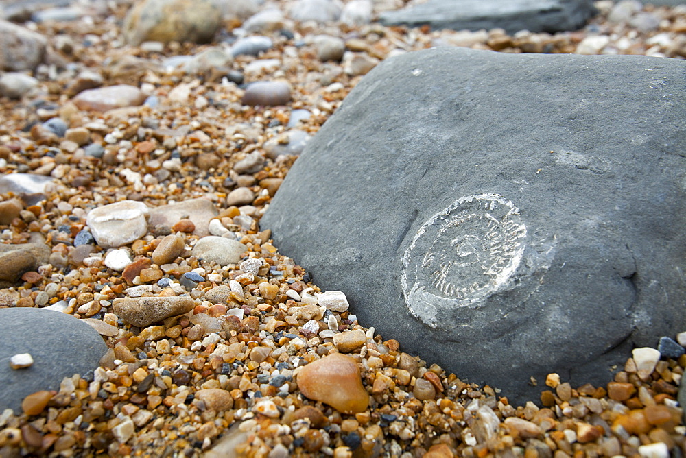 Ammonite fossils on the world famous Charmouth fossil beach, Jurassic Coast, UNESCO World Heritage Site, Dorset, England, United Kingdom, Europe