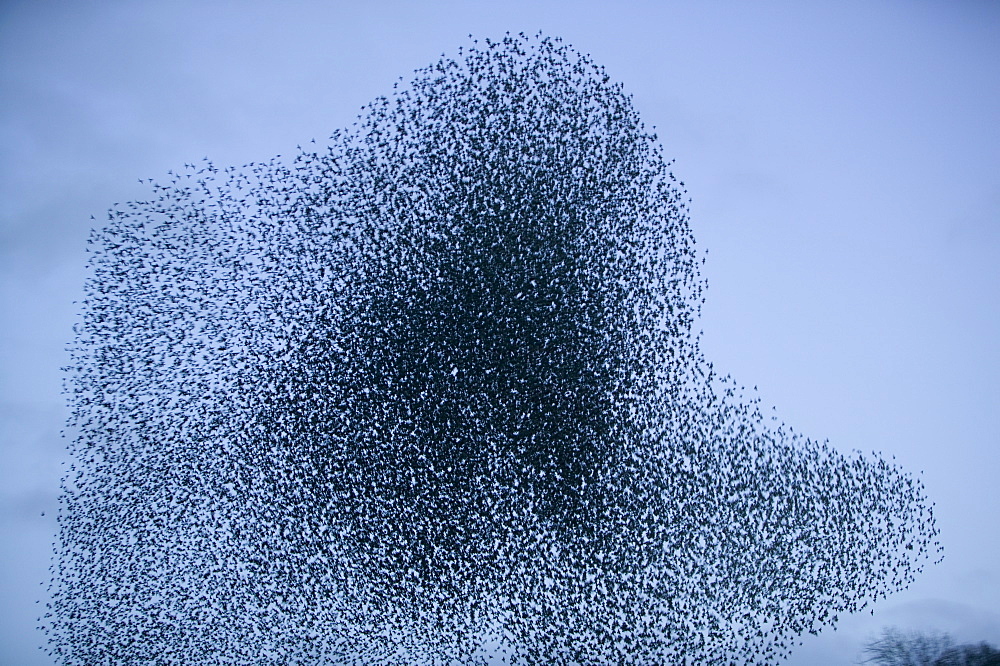 Starlings flying to roost near Kendal, Cumbria, England, United Kingdom, Europe