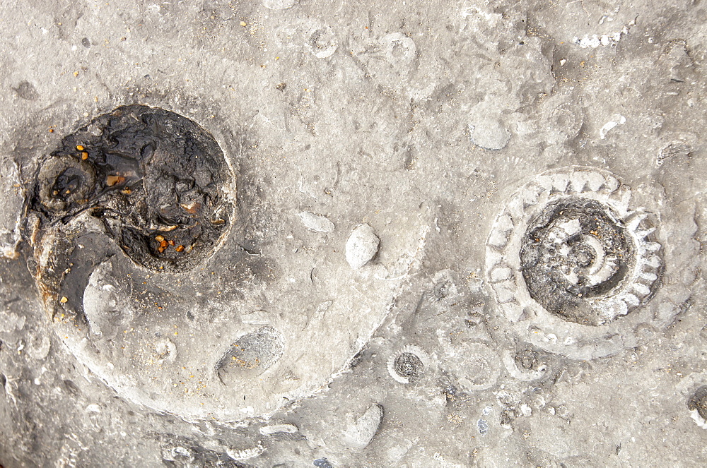 Ammonite fossils on the world famous Charmouth fossil beach, Jurassic Coast, UNESCO World Heritage Site, Dorset, England, United Kingdom, Europe