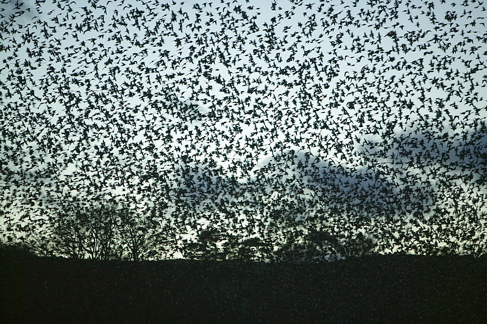 Starlings flying to roost near Kendal, Cumbria, England, United Kingdom, Europe