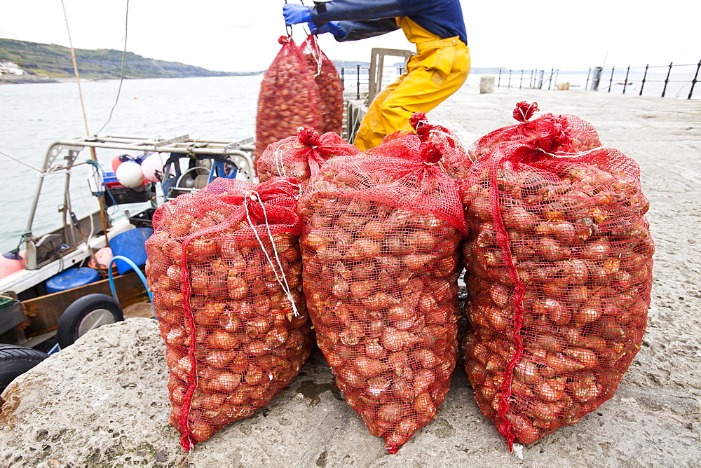 A fisherman landing whelks destined for the Asian market on the Cobb at Lyme Regis, Dorset, England, United Kingdom, Europe