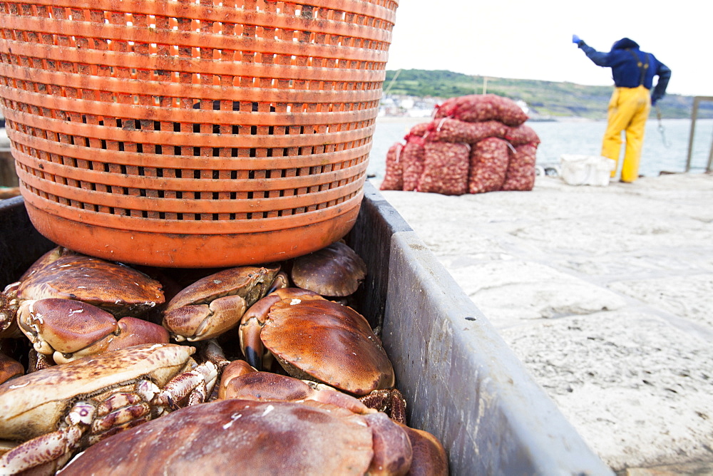 A fisherman landing whelks destined for the Asian market, as well as crab and lobster, on the Cobb at Lyme Regis, Dorset, England, United Kingdom, Europe