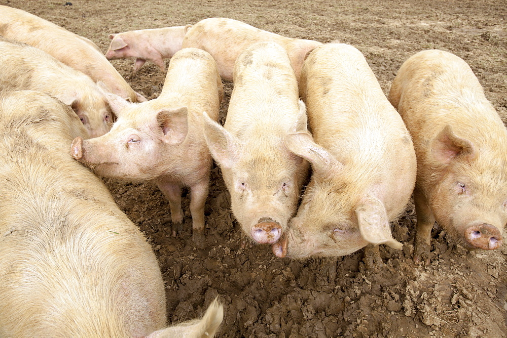 Organic Middle white pigs at Washingpool farm in Bridport, Dorset, England, United Kingdom, Europe