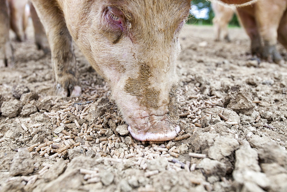 Organic Middle white pigs at Washingpool farm in Bridport, Dorset, England, United Kingdom, Europe