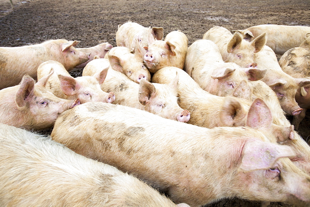 Organic Middle white pigs at Washingpool farm in Bridport, Dorset, England, United Kingdom, Europe