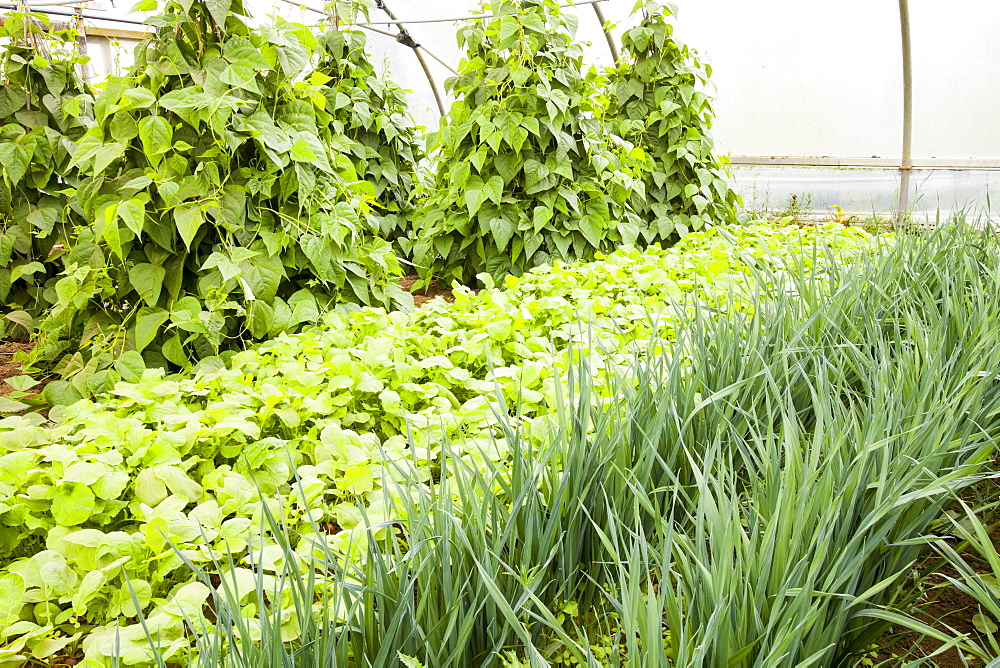 Vegetables growing in polytunnels at Washingpool farm in Bridport, Dorset, England, United Kingdom, Europe