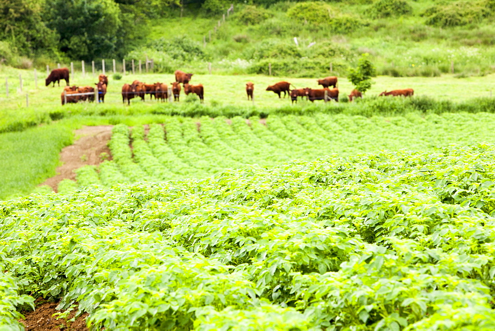 Potatoes growing at Washingpool farm, with North Devon beef cattle behind, Bridport, Dorset England, United Kingdom, Europe