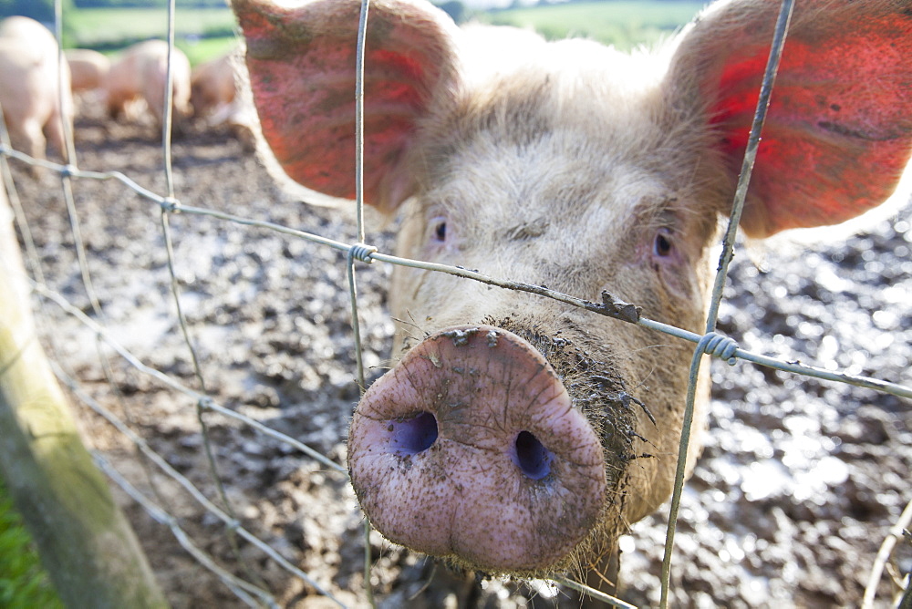 Organic Middle white pigs at Washingpool farm in Bridport, Dorset, England, United Kingdom, Europe