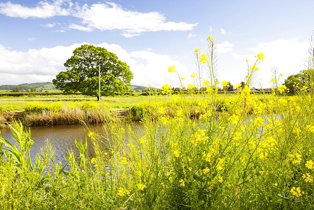 The River Avon with rape growing wild on the river bank, Pershore, Worcestershire, England, United Kingdom, Europe