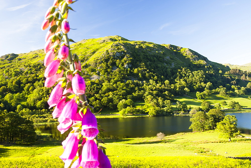 Rydal Water with foxgloves in the foreground, Lake District, Cumbria, England, United Kingdom, Europe