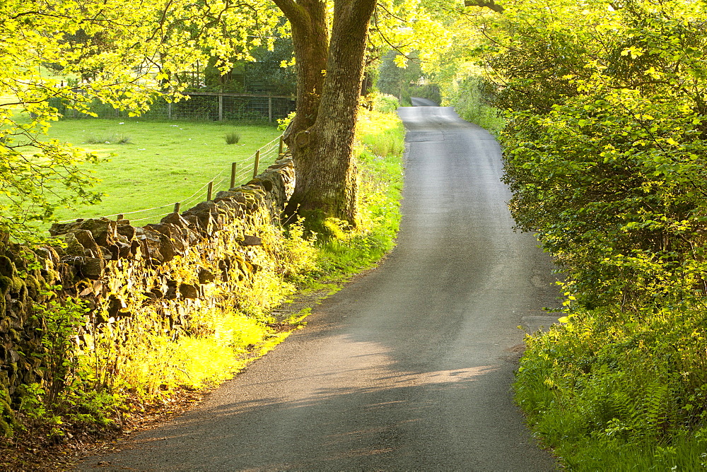 Bog Lane in spring, Ambleside, Lake District, Cumbria, England, United Kingdom, Europe