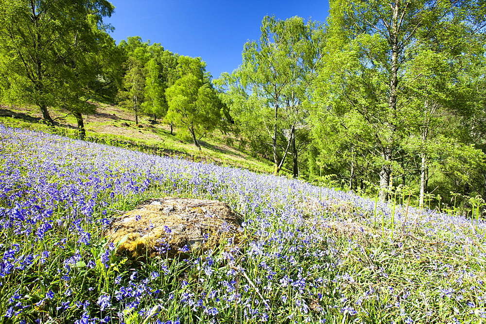 Bluebells and woodland in Troutdale, off the Borrowdale valley near Keswick in the Lake District, Cumbria, England, United Kingdom, Europe