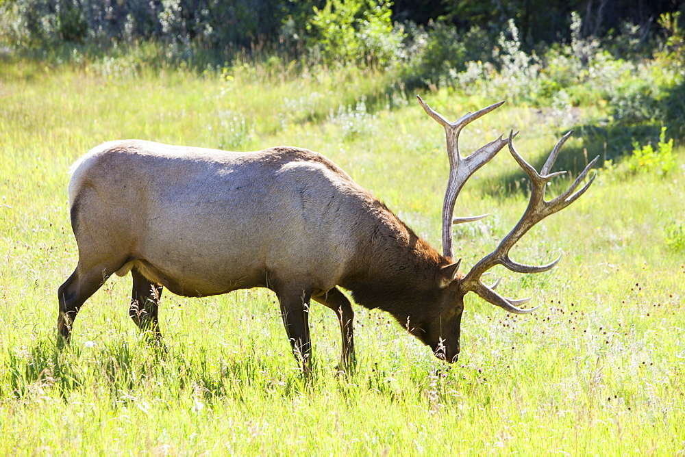 Bull elk (wapiti) in Jasper National Park, Rocky Mountains, Alberta, Canada, North America