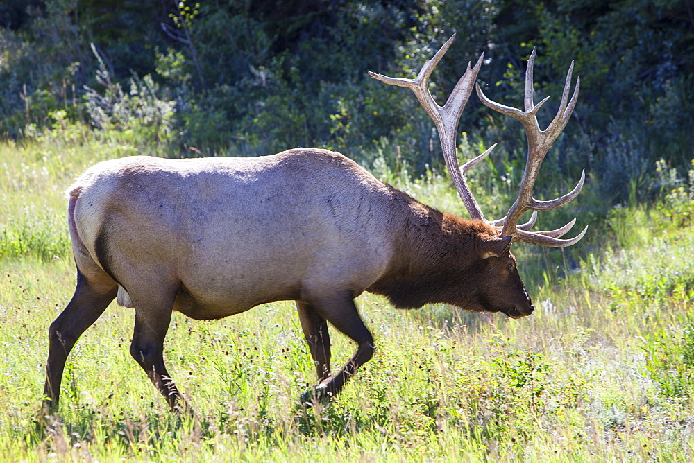 Bull elk (wapiti) in Jasper National Park, Rocky Mountains, Alberta, Canada, North America