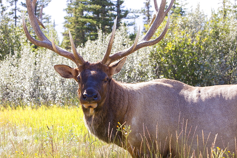 Bull elk (wapiti) in Jasper National Park, Rocky Mountains, Alberta, Canada, North America