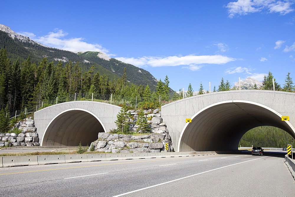 A wildlife crossing bridge over the Icefields Parkway in the Banff National Park, UNESCO World Heritage Site, Alberta, Rocky Mountains, Canada, North America