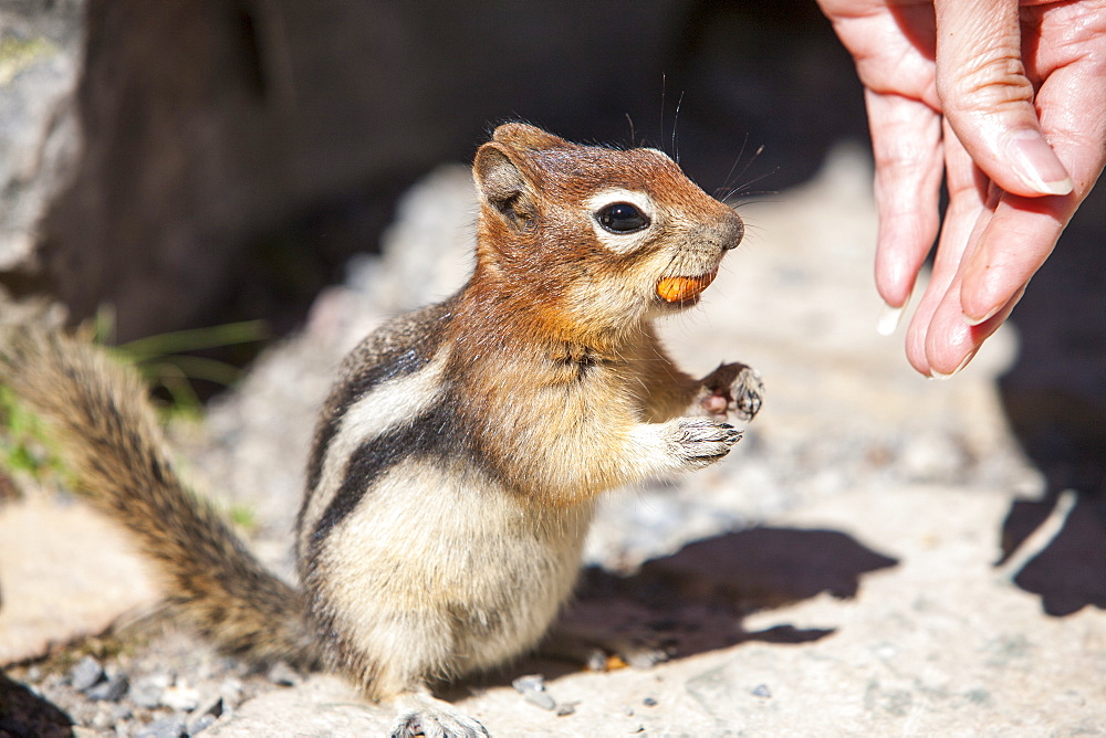 A chipmunk in the Canadian Rockies being fed by a tourist, Canada, North America