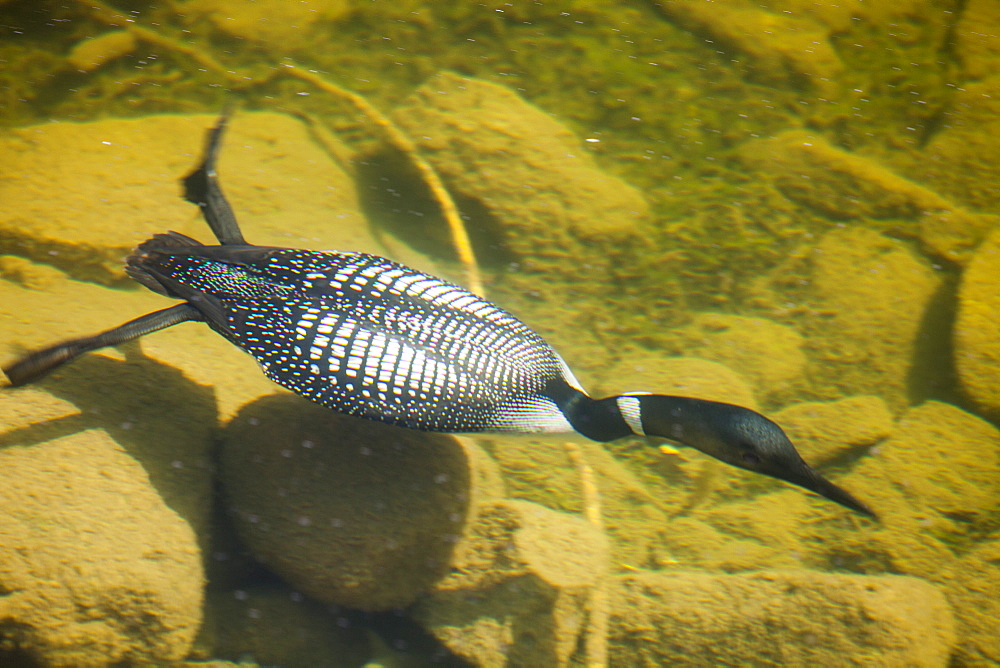 Great Northern diver (common loon) (Gavia immer) diving for food in a lake near Jasper, Canadian Rockies, Canada, North America