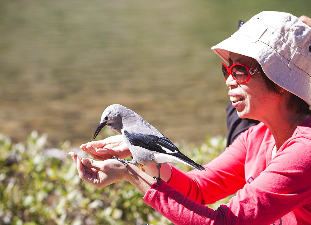 A Clarks nutcracker (Nucifraga columbiana) being fed by a Japanese tourist above Lake Louise, Rocky Mountains, Canada, North America