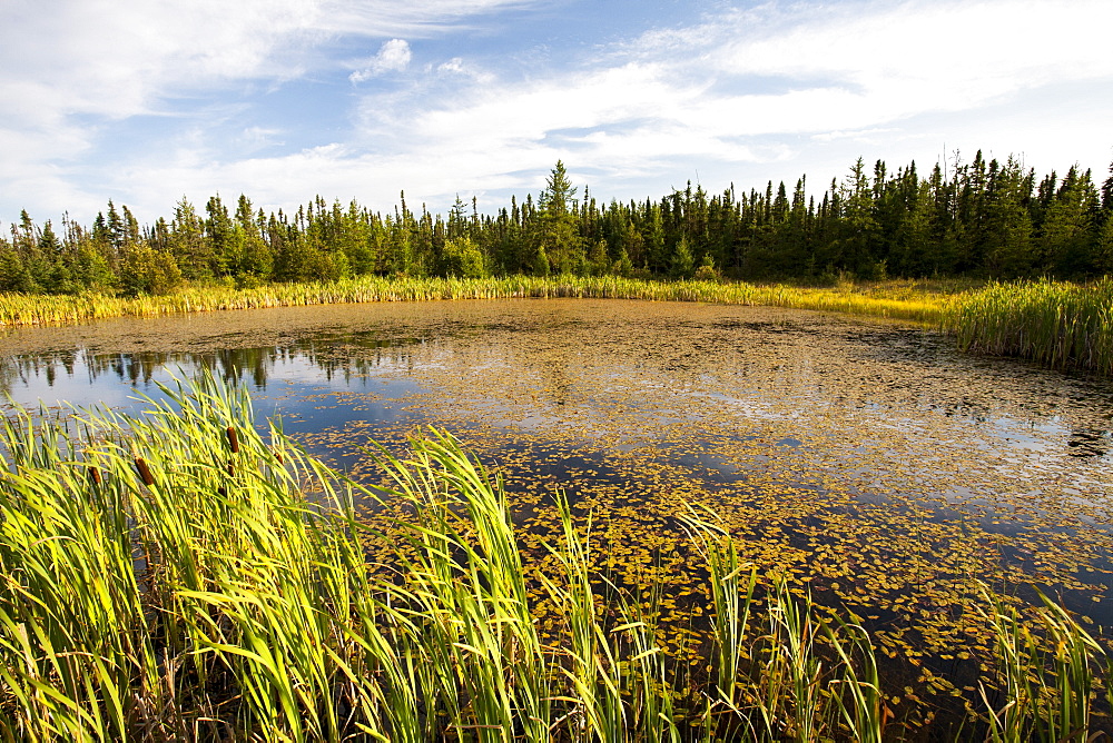 Boreal forest and Muskeg near Fort McMurray in Northern Alberta, Canada, North America