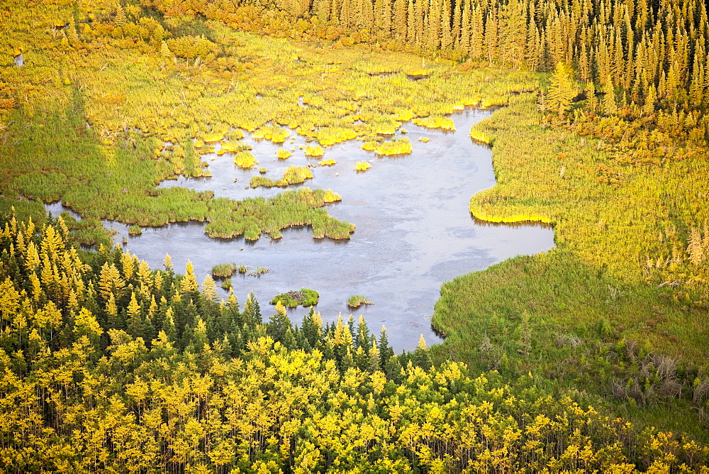 Boreal forest and Muskeg near Fort McMurray in Northern Alberta, Canada, North America