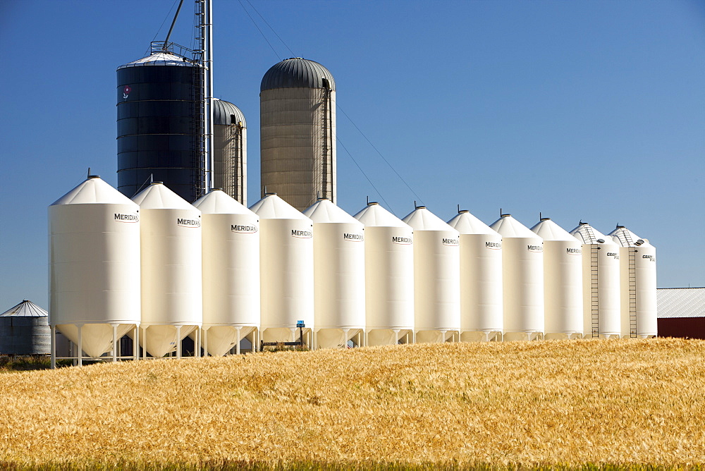 A field of wheat with grain silos, Alberta, Canada, North America