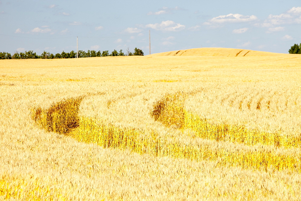 A field of wheat, Alberta, Canada, North America
