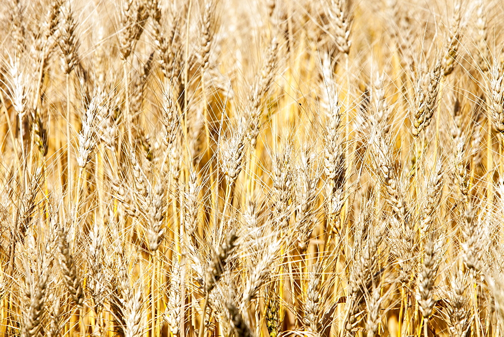 A field of wheat, Alberta, Canada, North America