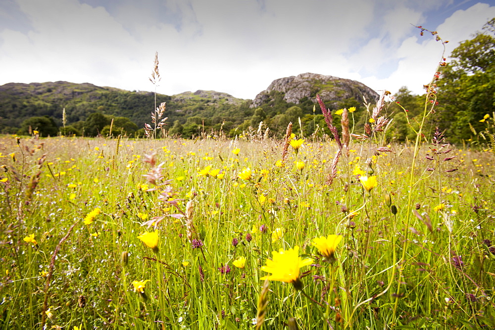 Traditional wildflower hay meadows in the Duddon Valley, Lake District, Cumbria, England, United Kingdom, Europe