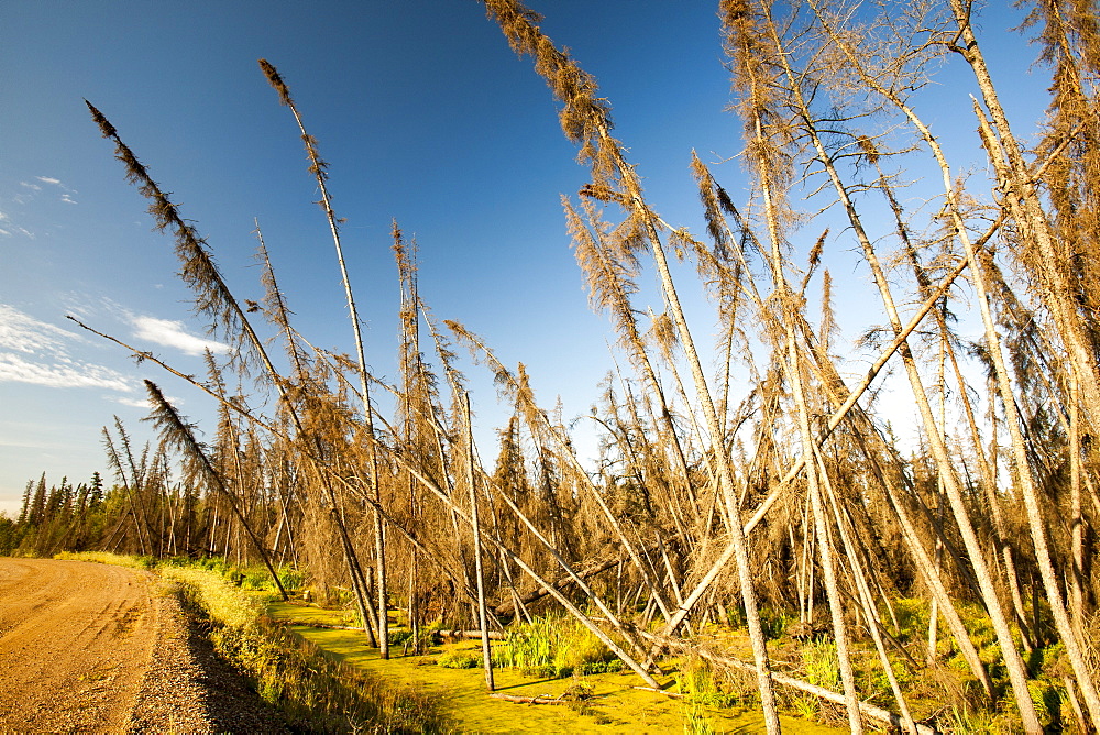 Boreal Forest burnt near Fort McMurray, Alberta, Canada, North America