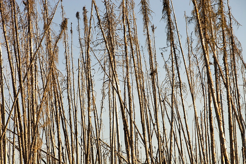 Boreal Forest burnt near Fort McMurray, Alberta, Canada, North America