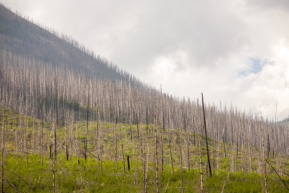 Boreal Forest burnt by the Mount Shanks wild fire in Kootenay National Park, UNESCO World Heritage Site, Alberta, Canadian, Rockies, Canada, North America