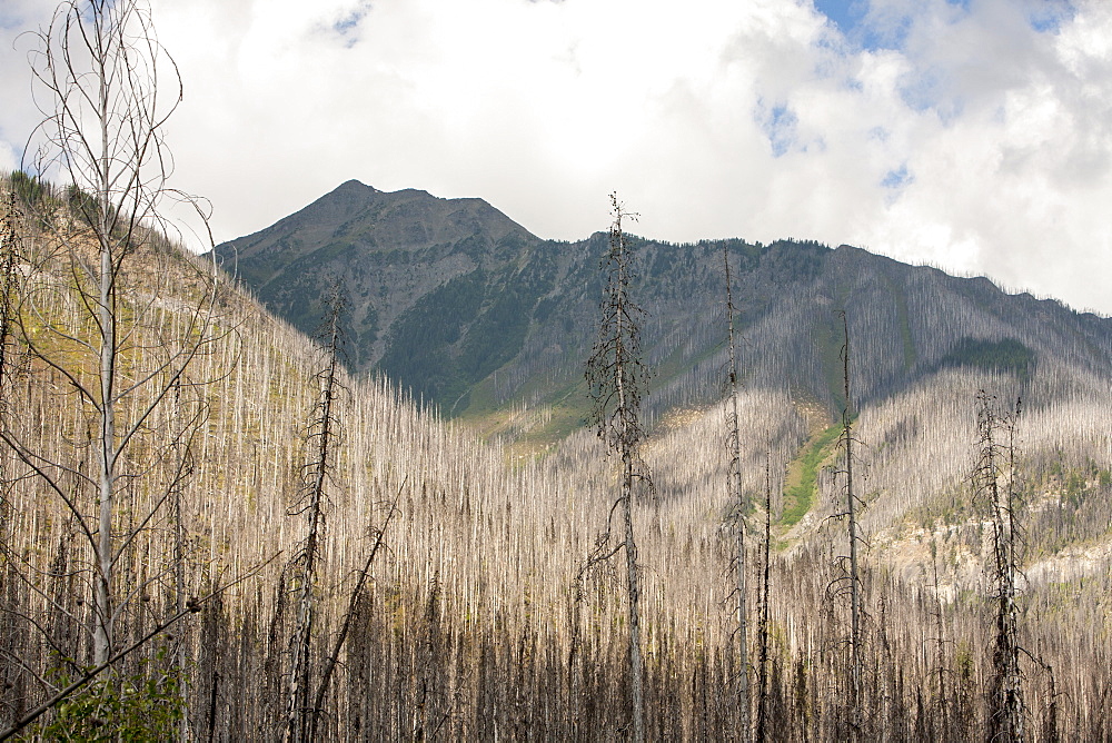 Boreal Forest burnt by the Mount Shanks wild fire in Kootenay National Park, UNESCO World Heritage Site, Alberta, Canadian Rockies, Canada, North America