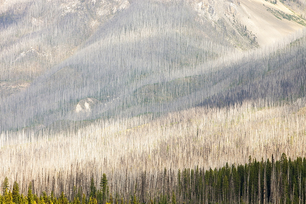 Boreal Forest burnt by the Mount Shanks wild fire in Kootenay National Park, UNESCO World Heritage Site, Alberta, Rocky Mountains, Canada, North America