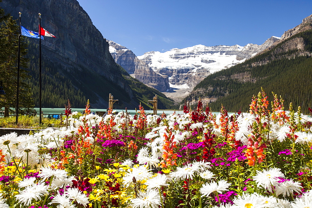 Flowers in hotel grounds on the shores of Lake Louise, looking up towards the Victoria Glacier, Banff National Park, UNESCO World Heritage Site, Alberta, Rocky Mountains, Canada, North America