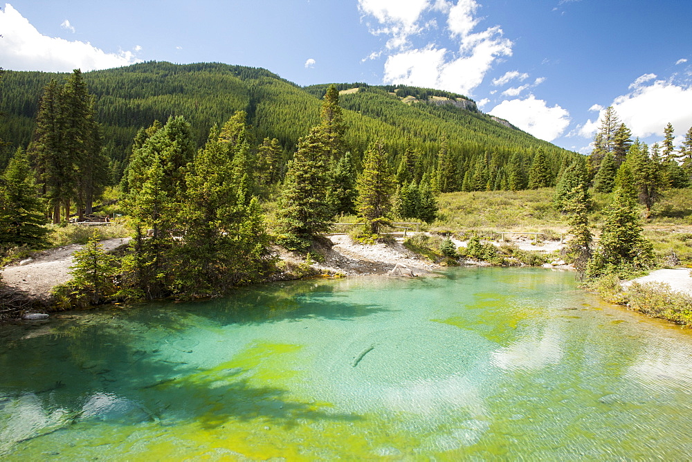 The Ink Pots, limestone spring water pools in Johnsons Canyon in the Banff National Park, UNESCO World Heritage Site, Alberta, Canadian Rockies, Canada, North America