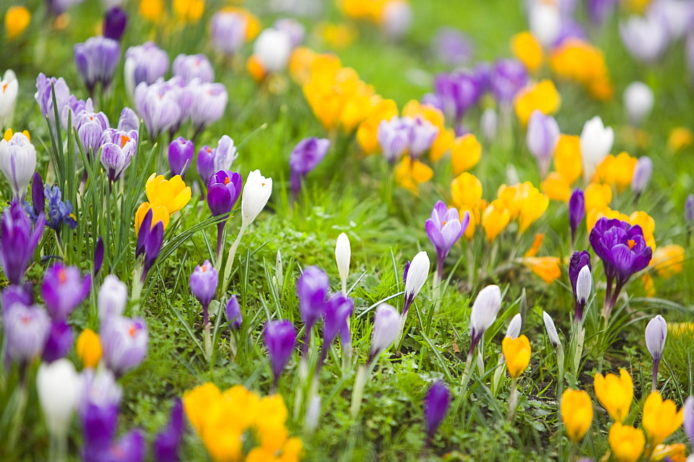 Crocus flowers, United Kingdom, Europe